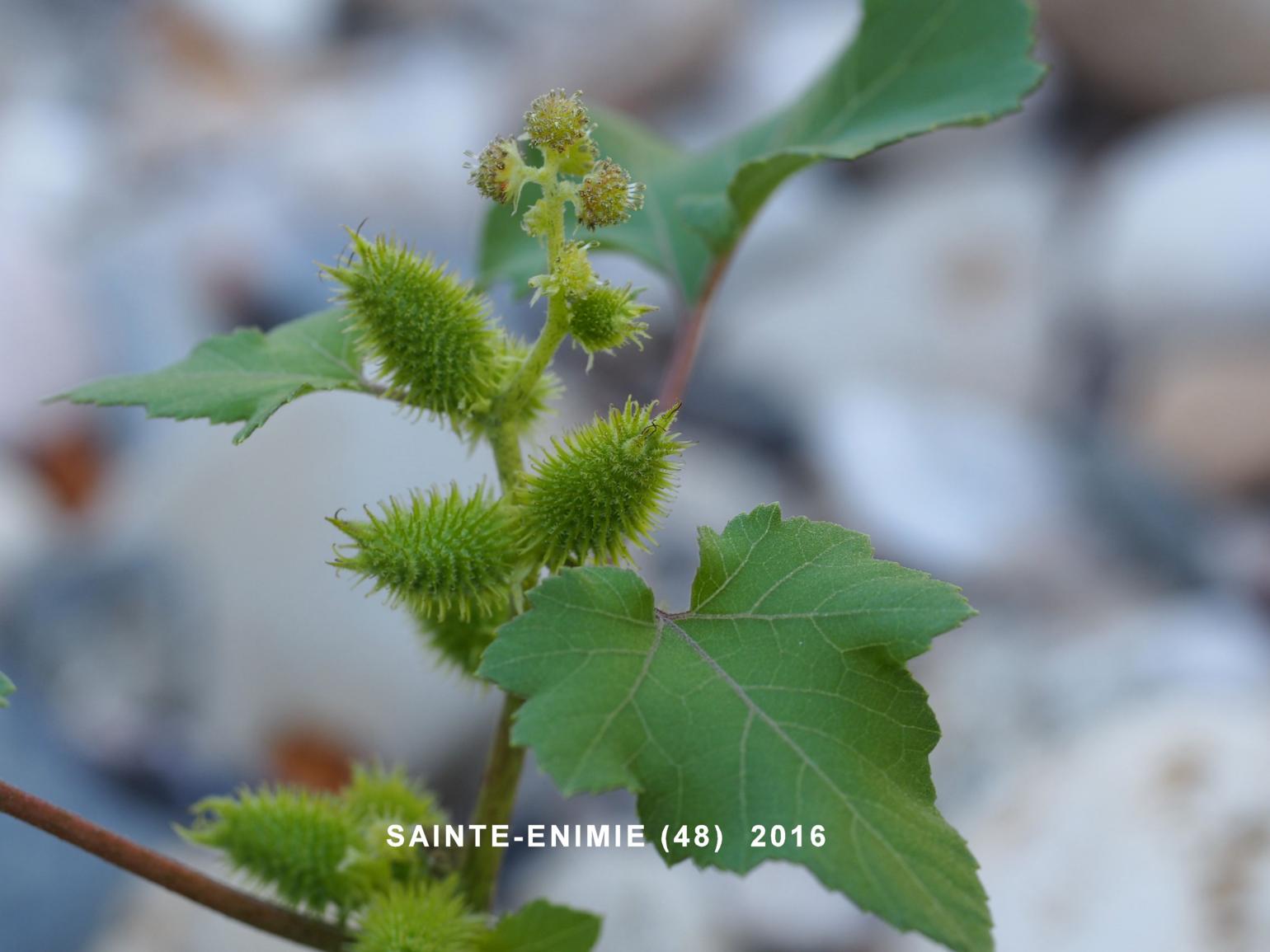 Burweed, Italian